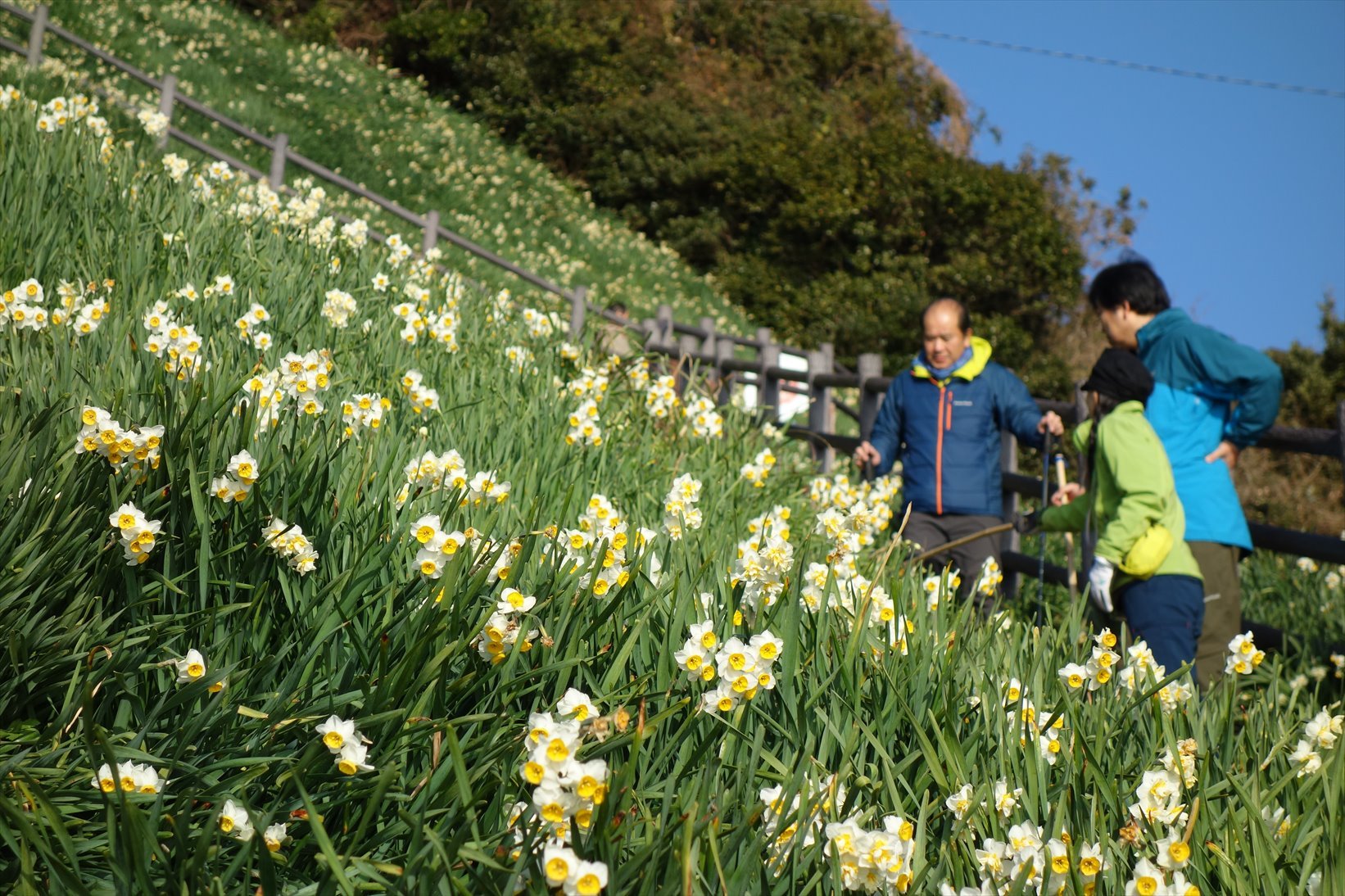 △　淡路島最高峰の諭鶴羽山と灘黒岩水仙郷を巡る山旅　△_f0348933_17190748.jpg