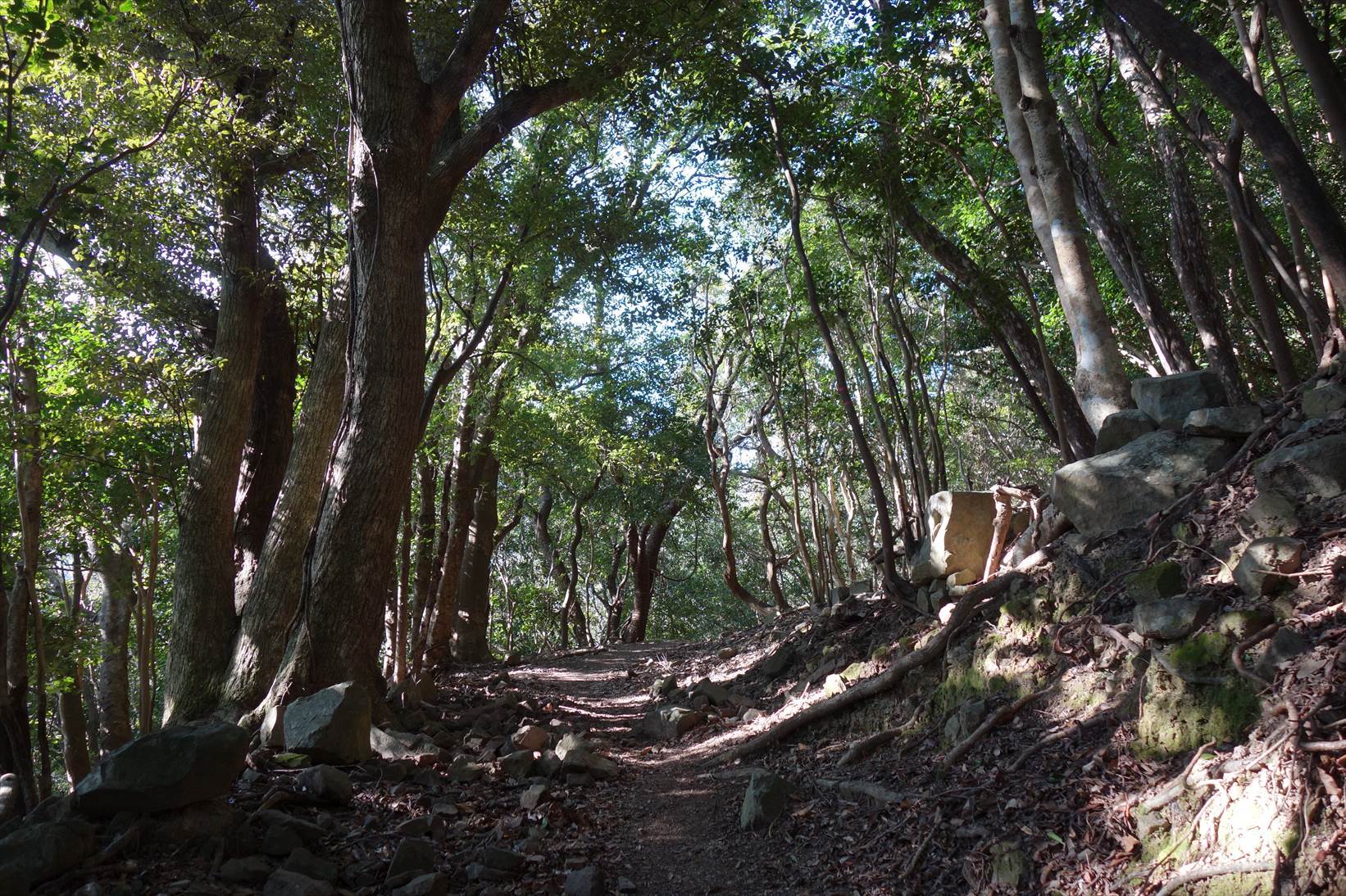 △　淡路島最高峰の諭鶴羽山と灘黒岩水仙郷を巡る山旅　△_f0348933_17373008.jpg