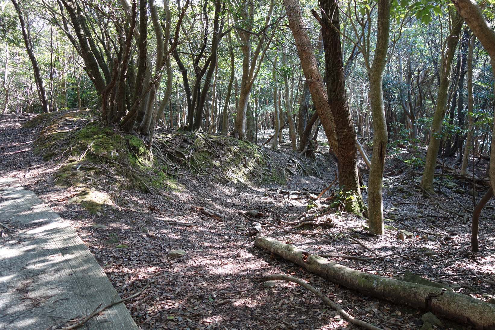 △　淡路島最高峰の諭鶴羽山と灘黒岩水仙郷を巡る山旅　△_f0348933_18142483.jpg