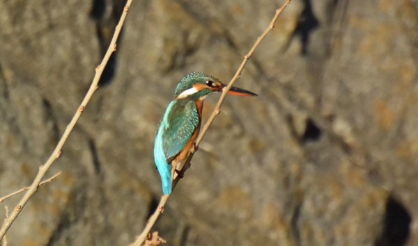 黒目川のカワセミ River Kingfisher_f0206939_12105167.jpg