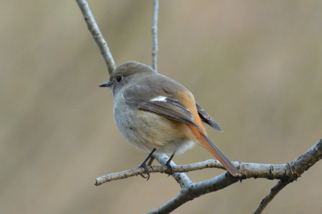 いつもの公園で、冬鳥さん達に会えました(2017.01.29)_c0165640_23135890.jpg