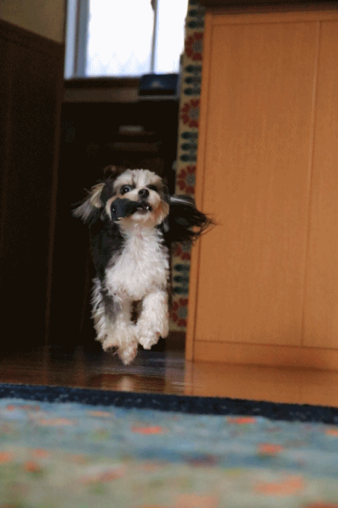 c0145250_09380844.gif