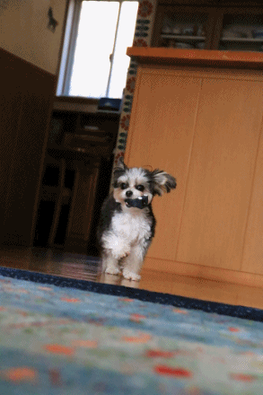 c0145250_09385661.gif