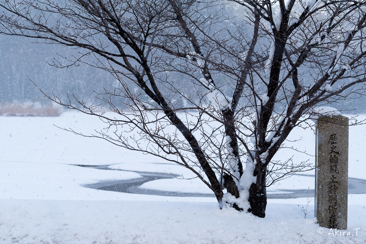 雪の広沢池 -2-_f0152550_22221144.jpg