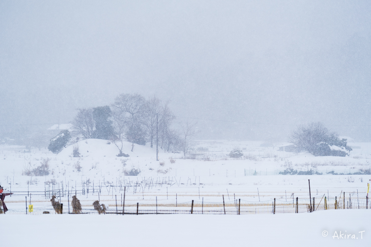 雪の広沢池 -2-_f0152550_22223486.jpg