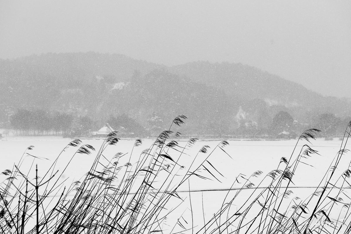 雪の広沢池 -2-_f0152550_22230325.jpg