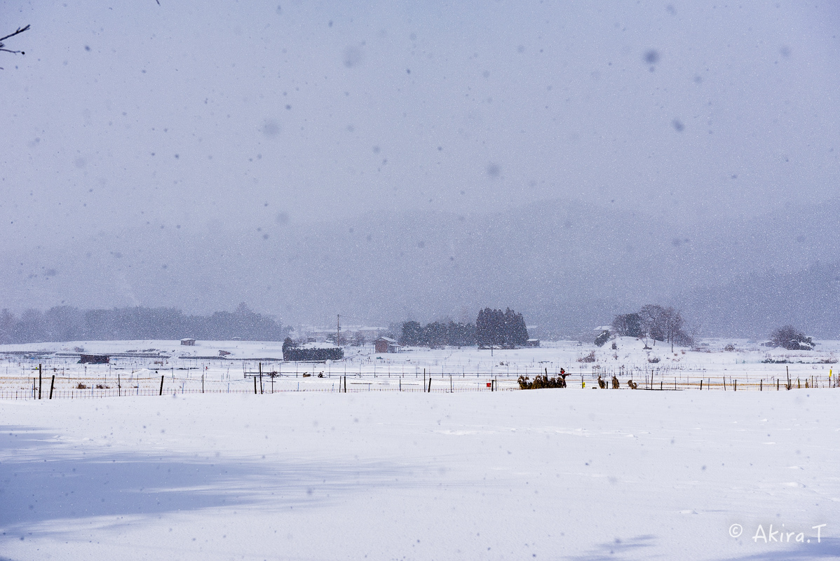 雪の広沢池 -2-_f0152550_22231185.jpg