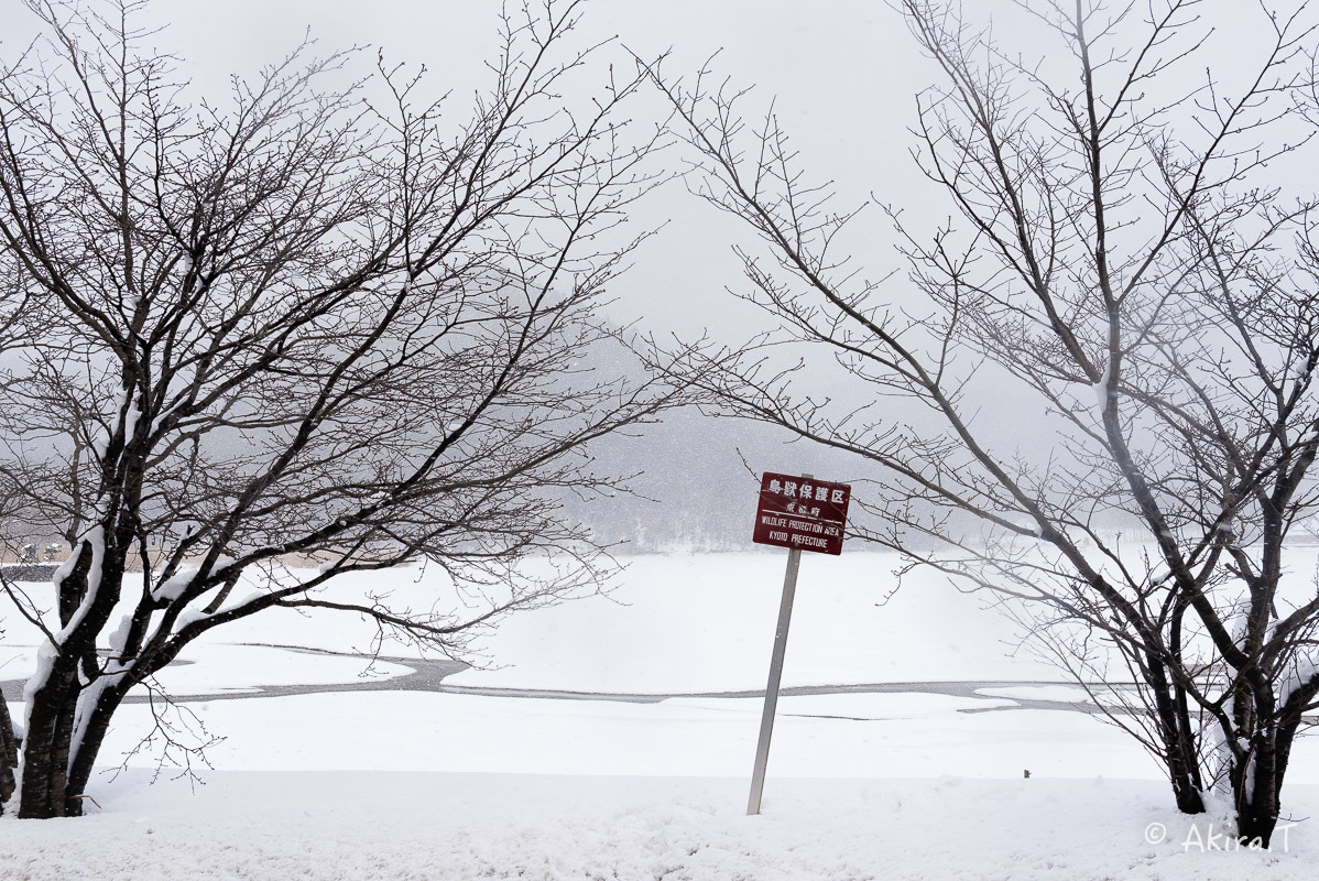 雪の広沢池 -2-_f0152550_22262090.jpg