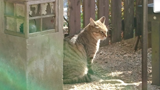 「猫ちゃんと織姫公園と伊とうさん」③足利の旅さんぽ道_d0347253_08561251.jpg