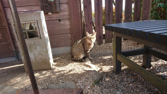 「猫ちゃんと織姫公園と伊とうさん」③足利の旅さんぽ道_d0347253_08572784.jpg