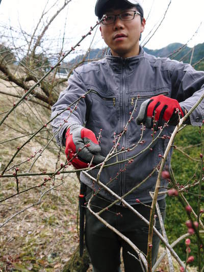 山あいの南高梅 匠の冬の選定作業の様子(2017)後編_a0254656_18281393.jpg