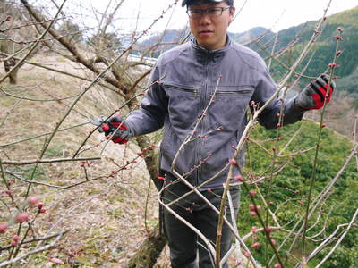 山あいの南高梅 匠の冬の選定作業の様子(2017)後編_a0254656_18333417.jpg