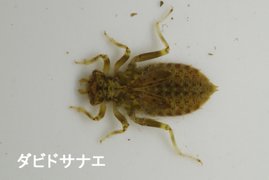 落胆と安堵_e0167571_19354512.jpg