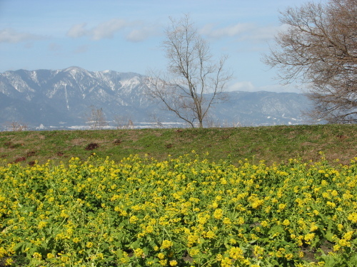 滋賀県・なぎさ公園・菜の花畑_f0259373_16555767.jpg