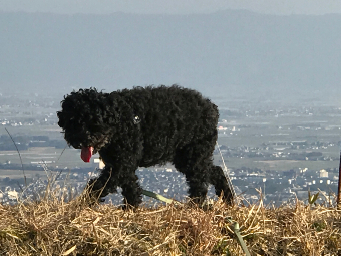 田舎の犬と、都会の犬(笑)_f0351179_22314892.jpg