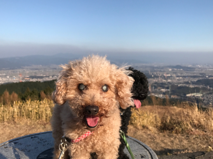 田舎の犬と、都会の犬(笑)_f0351179_23103498.jpg