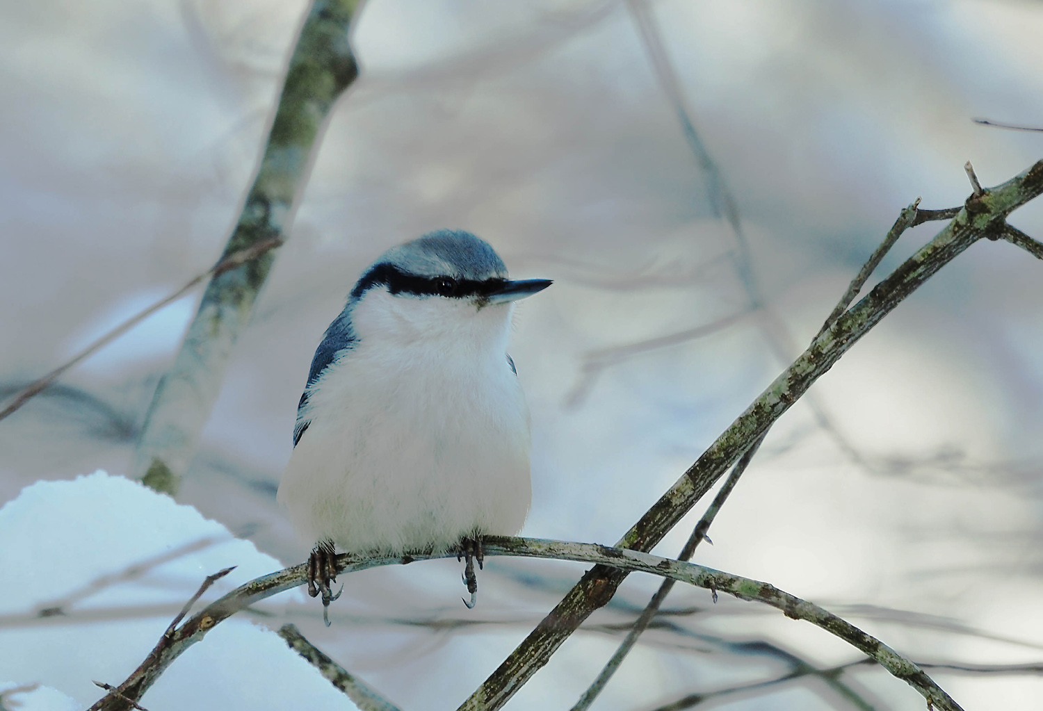 雪と手乗り野鳥_e0254493_15371121.jpg