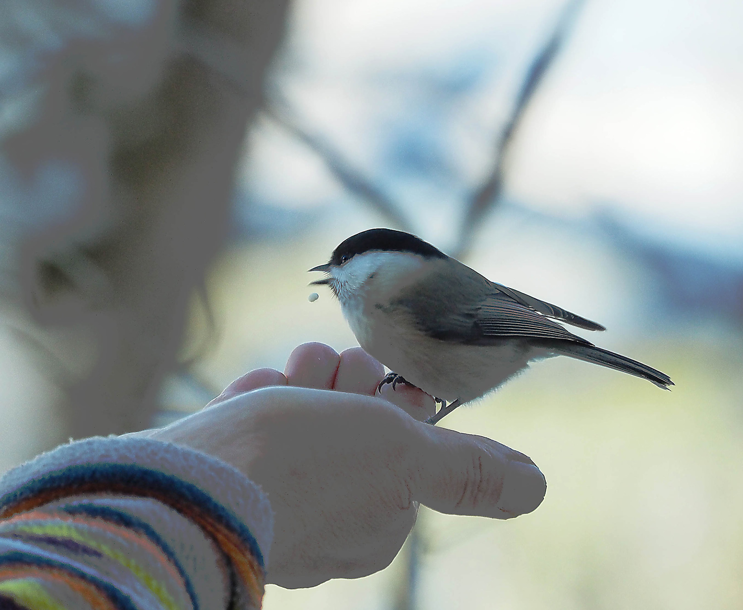 雪と手乗り野鳥_e0254493_15392190.jpg