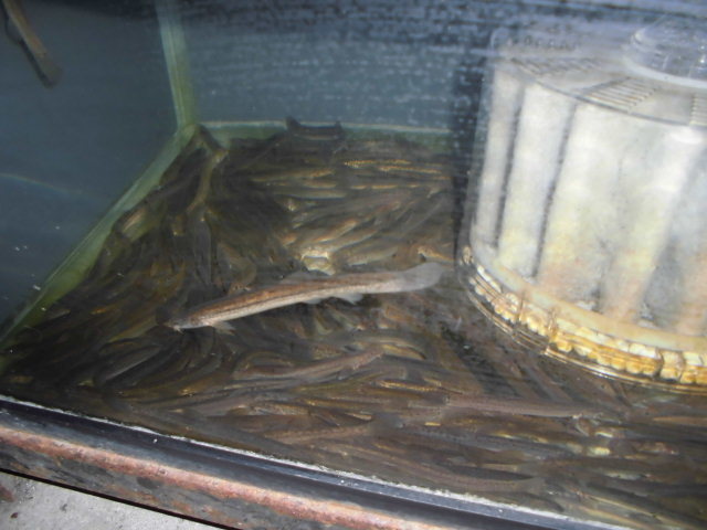 市場 100g×5p 中 富城物産 冷凍 約100匹 大型魚 ドジョウ どじょう 肉食の水棲亀