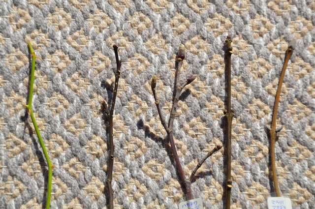 c0124100_16242271.jpg