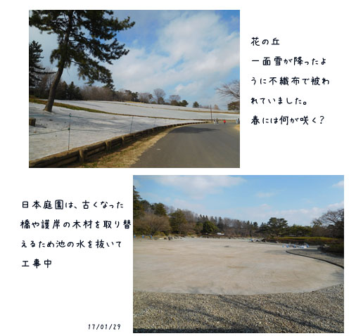 昭和記念公園のセツブンソウなど・・・_c0051105_1321975.jpg