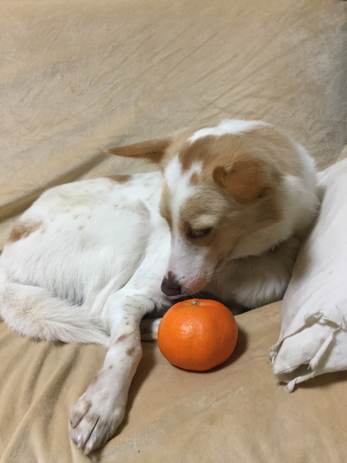 甘平2_f0329311_20170218.jpg