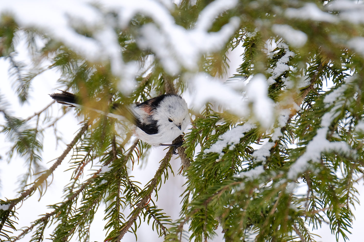 X-T2とXF100-400mmで撮るシマエナガ_b0189415_19244691.jpg