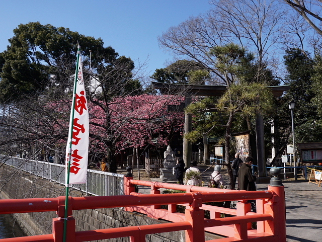 2017.1.28　荏原神社 寒緋桜_a0105819_11064442.jpg