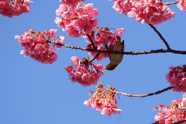 2017.1.28　荏原神社 寒緋桜_a0105819_11091772.jpg