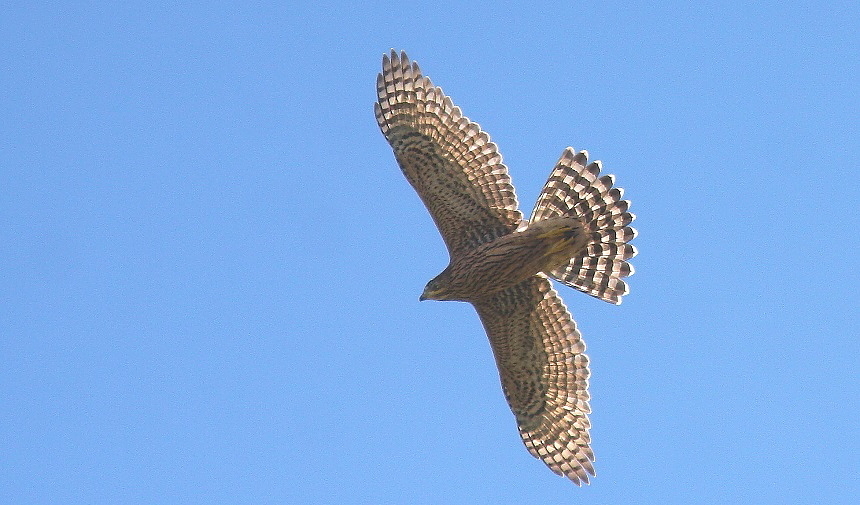 オオタカ若の飛翔 Akkyanの鳥撮リ行脚