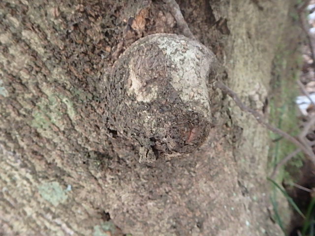 小川谷Ⅱ _f0334143_2123148.jpg