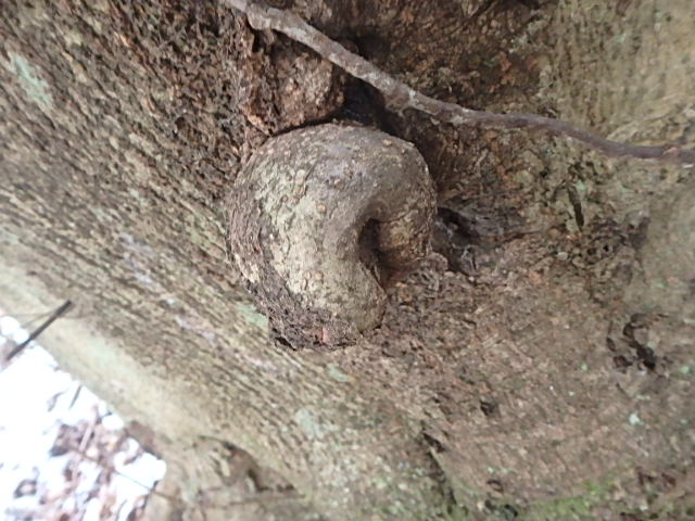 小川谷Ⅱ _f0334143_2123279.jpg