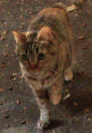 c0266644_11022936.png