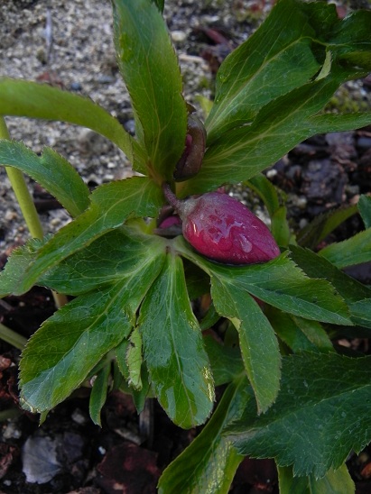 c0109450_1782868.jpg