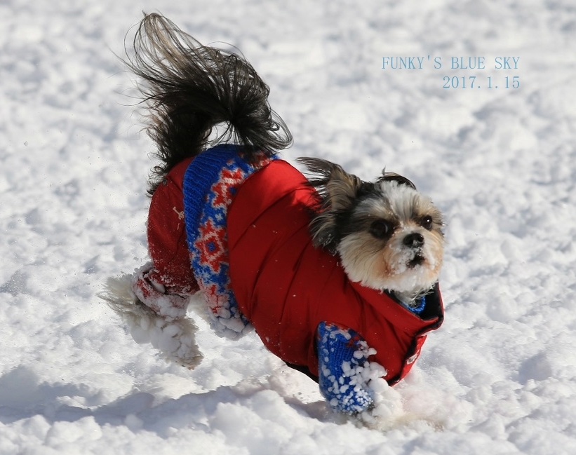 この雪玉を見てっ 動物 ペット部門 Funky S Blue Sky