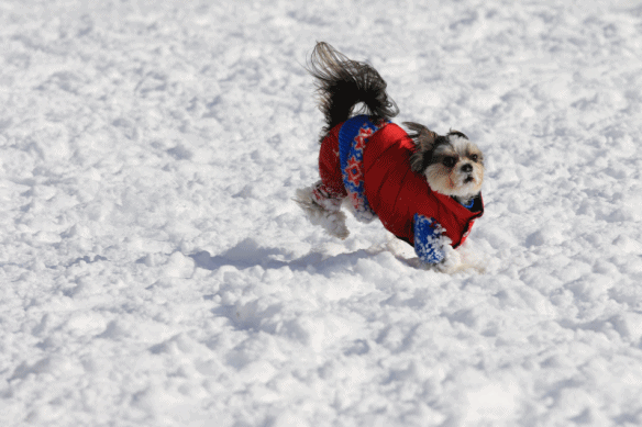 c0145250_09520876.gif
