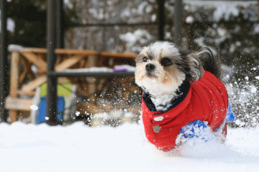 c0145250_09522975.gif