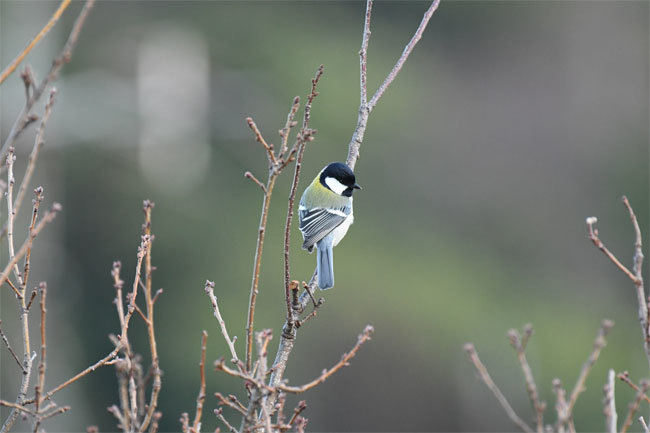 自宅に来た野鳥_e0194952_21001211.jpg