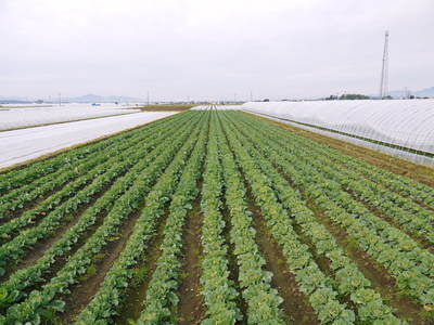 有機栽培キャベツ 無農薬・無化学肥料で育てた『有機栽培キャベツ』好評発売中!_a0254656_17523161.jpg