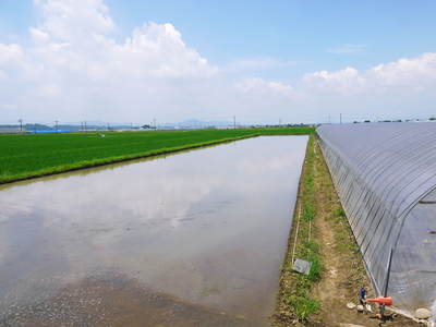 有機栽培キャベツ　無農薬・無化学肥料で育てた『有機栽培キャベツ』好評発売中！_a0254656_1836327.jpg