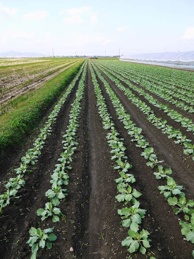 有機栽培キャベツ　無農薬・無化学肥料で育てた『有機栽培キャベツ』好評発売中！_a0254656_184521.jpg