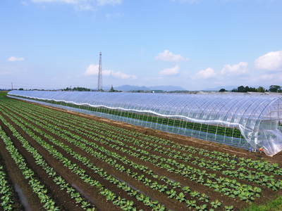 有機栽培キャベツ 無農薬・無化学肥料で育てた『有機栽培キャベツ』好評発売中!_a0254656_1855037.jpg