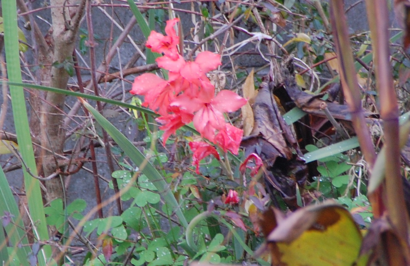 c0108460_18325769.jpg