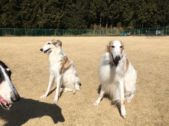 牡蠣三昧から今日もキャンフェス！_c0260264_156118.jpg