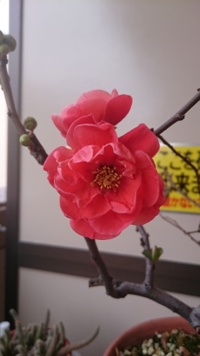 ややこしい申請書に頭が疲れてしまった_f0256164_16044371.jpg