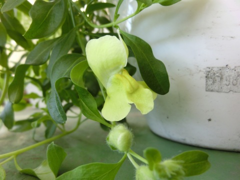 e0045768_22412362.jpg