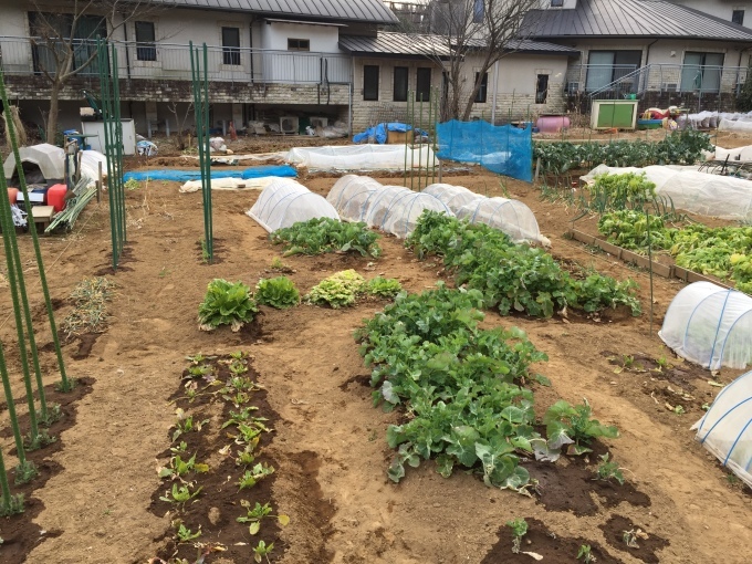 次はじゃがいもの植え付けか_c0199370_08324080.jpg