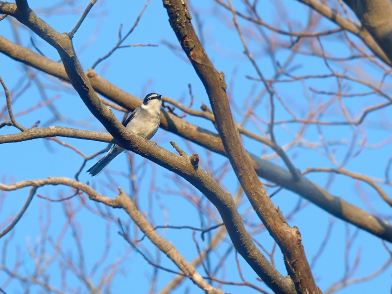 地元のリュウキュウサンショウクイ_a0204089_76448.jpg