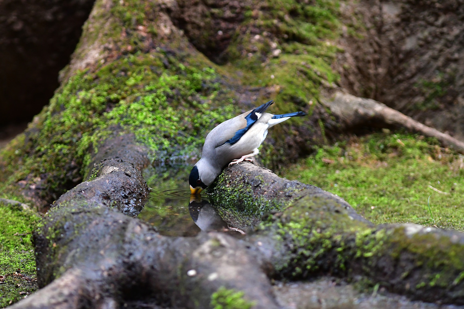 イカルの水飲み　③_e0362696_05465265.jpg