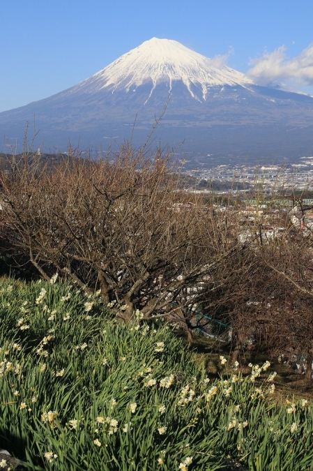 １月のお気に入り～富士山_a0188405_22191280.jpg